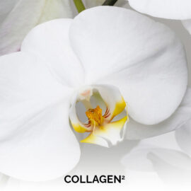 Collagen2